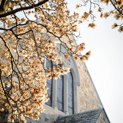 An exterior shot of the underside of a branch of cherry blossoms that surround the peak of the roof of the church that will soon host the wedding.