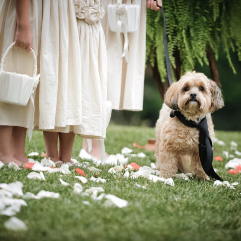 A dog near and dear to the bride and grooms heart joins in during the wedding ceremony, complete with his own personal tie.