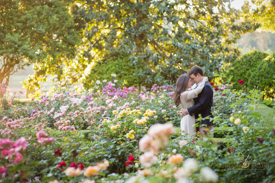 Engaged couple embraces among the flowers at the Furman Rose Garden. 