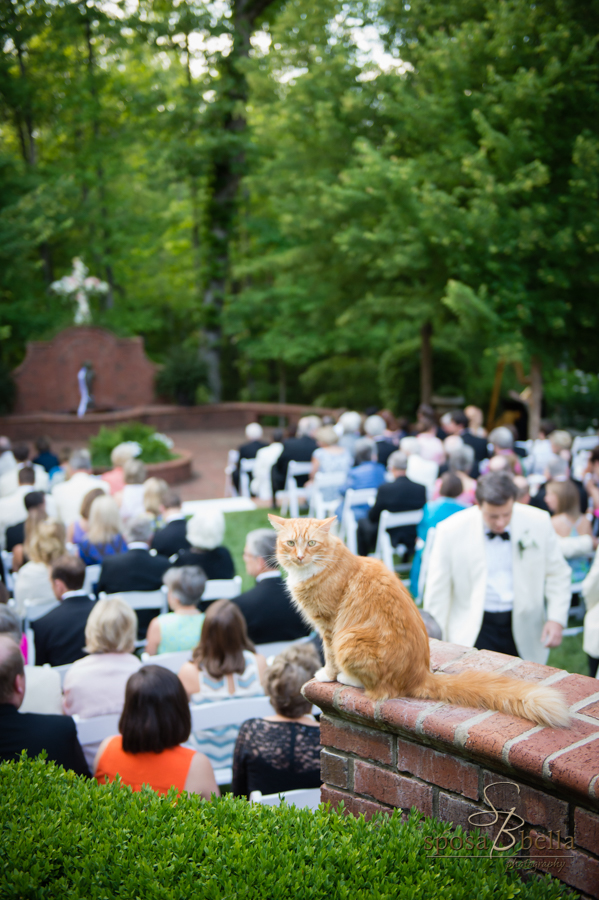 The family pet cat overlooks the ceremony. 