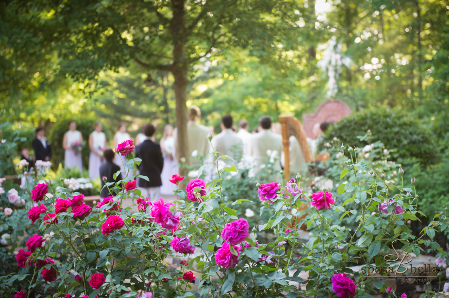 These massive rosebushes and the ornate harp in the foreground of a shot overlooking the guests as the bride proceeds down the aisle. 